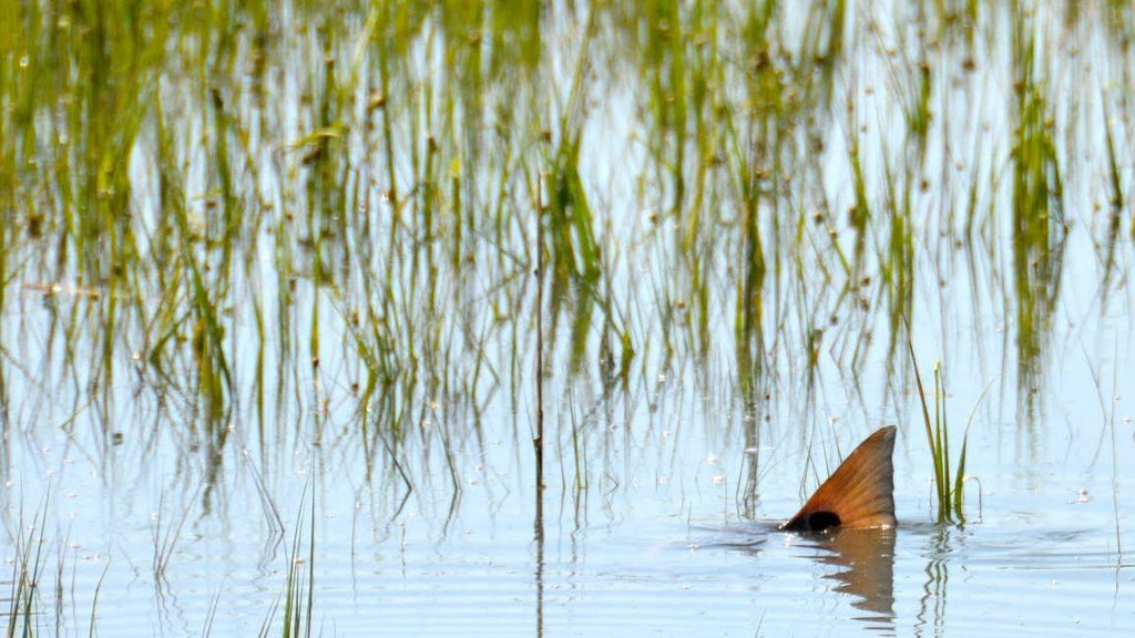 Momma D’s Redfish On The Half Shell