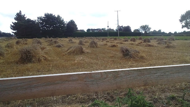 An Unusual Sight for 2021