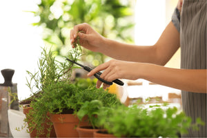 Learning the best and easiest way on how to dry herbs will not only help you to fill your pantry with some gardening freshness but will help you to create dishes that are even more of your own.
