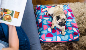Dog bed from Small Business Grant Recipient Happy Beast Design