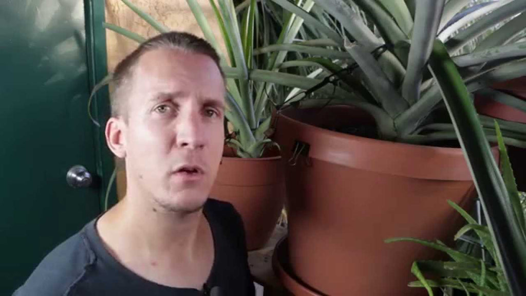 life hack - binder clip plant stabilizer by rottiepawz (6 years ago)